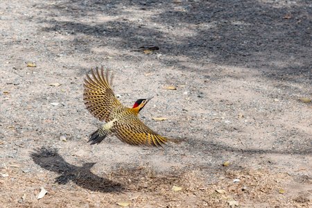 Feldspecht Männchen auf dem Weg zur Uni