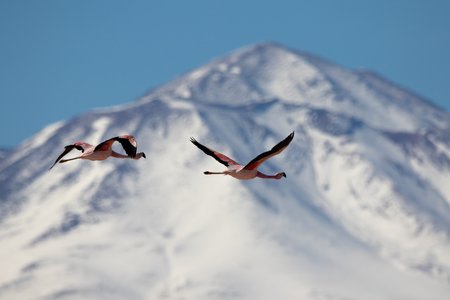 Laguna Chaxa, Salar de Atacama