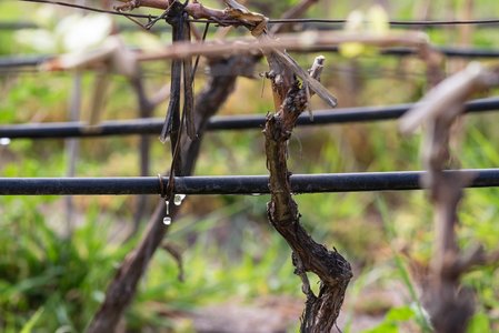 Tröpfchenbewässerung auf dem Weingut Domaine St. Diego bei Mendoza