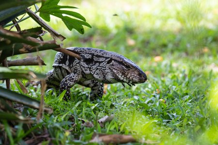 Un Lagarto Overo