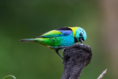 Saíra Arcoiris en la selva