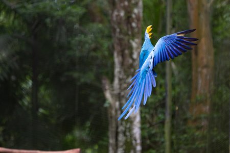 Ein Gelbbrustara im Parque das Aves