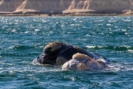 Whale Watching mit Mutter und Kind Südkaper