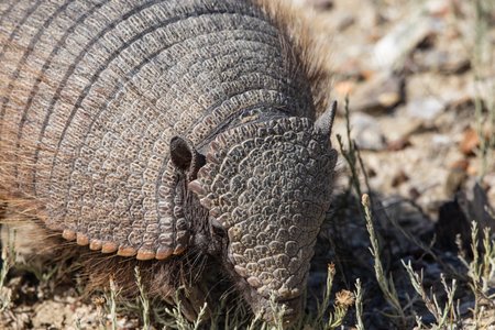 Un armadillo en la Península Valdés