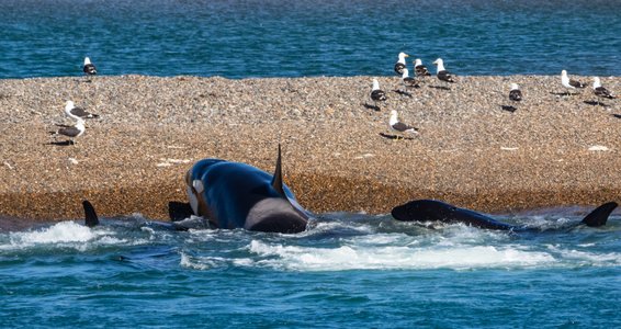 Orcas üben das Stranden, um später junge Seelöwen zu jagen.<br>Dieses Verhalten ist einzigartig auf der Península Valdés.