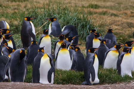 Königspinguine im Parque Pingüino Rey