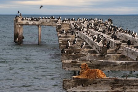 Ein "Seehund" in Punta Arenas