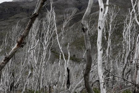 Toter Wald im Torres del Paine