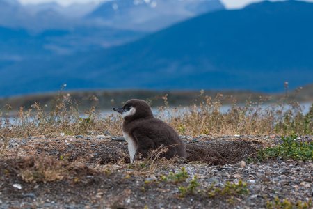 ein kleiner Magellan-Pinguin