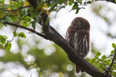 Patagonien-Sperlingskauz bzw. Austral Pygmy Owl